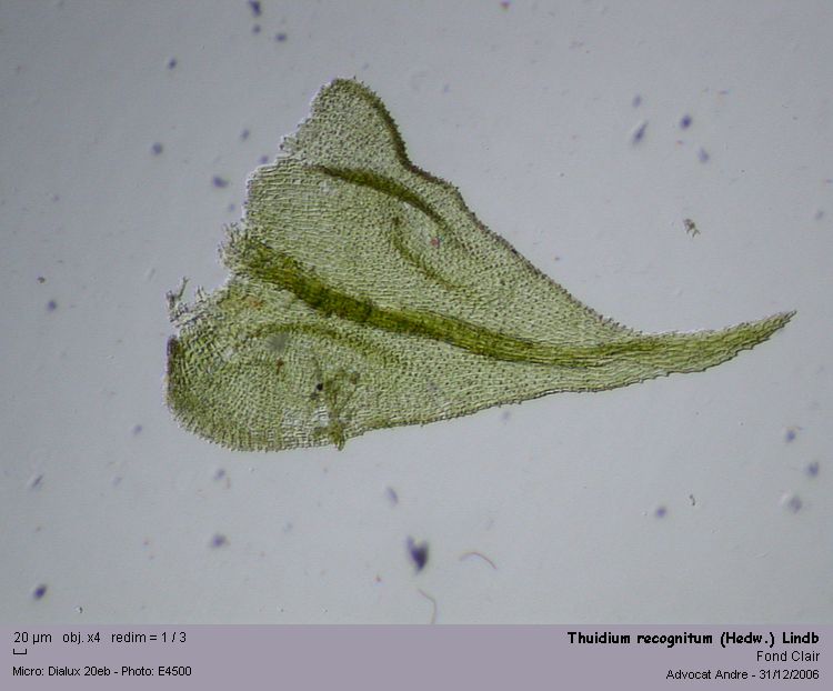 Thuidium recognitum (Hedw.) Lindb. #2285