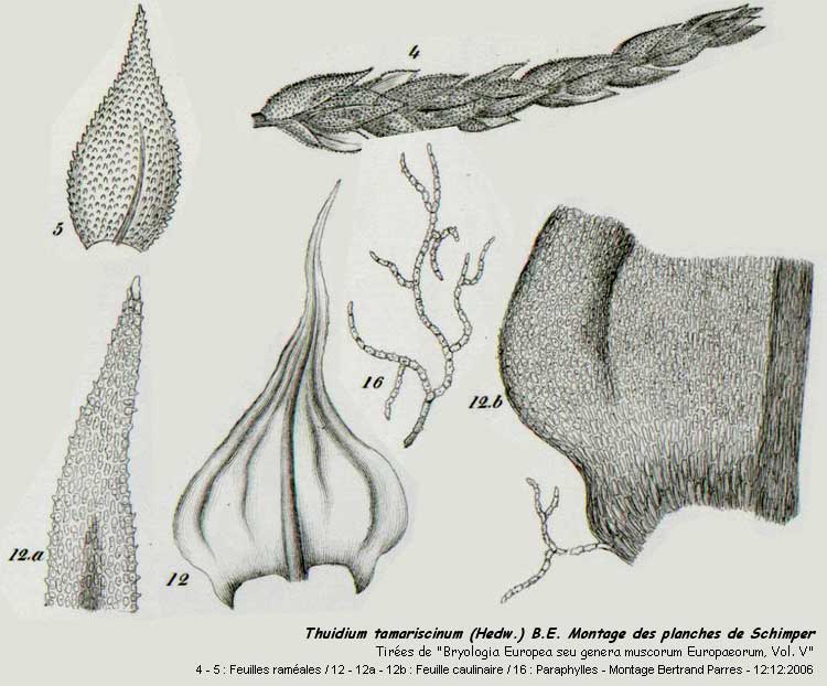 Thuidium tamariscinum (Hedw.) B.E., Mousse pleurocarpe. #1652