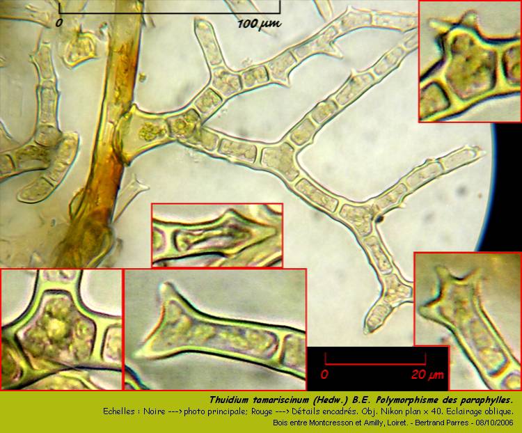 Thuidium tamariscinum (Hedw.) B.E., Mousse pleurocarpe. #1651
