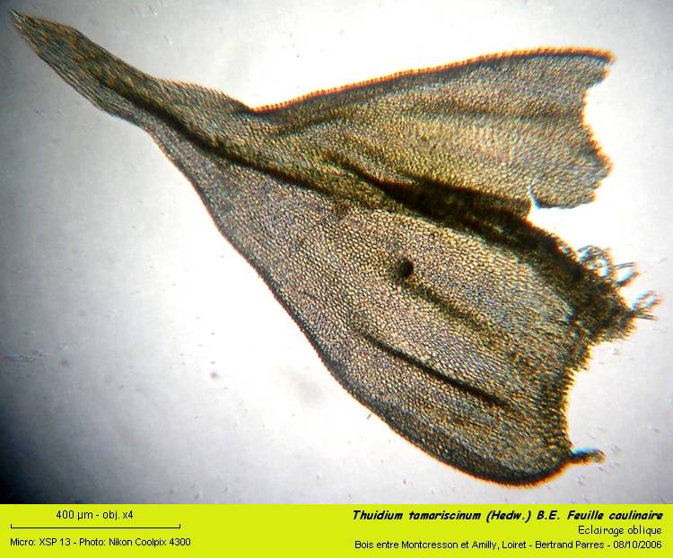 Thuidium tamariscinum (Hedw.) B.E., Mousse pleurocarpe. #1645