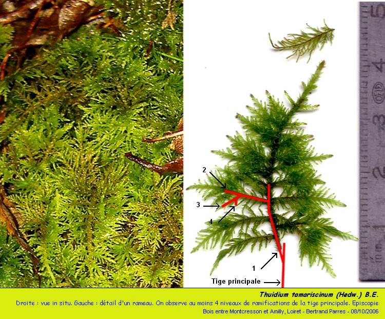 Thuidium tamariscinum (Hedw.) B.E., Mousse pleurocarpe. #1643