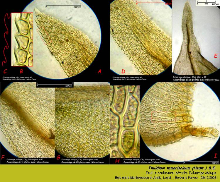 Thuidium tamariscinum (Hedw.) B.E., Mousse pleurocarpe. #1646