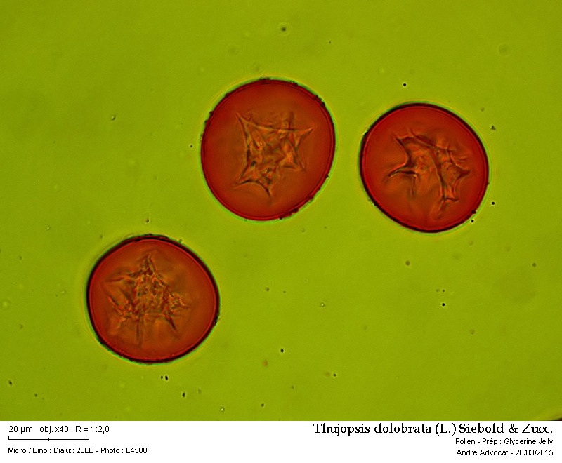 Thujopsis dolobrata (L.) Siebold & Zucc. (Hiba) #40921