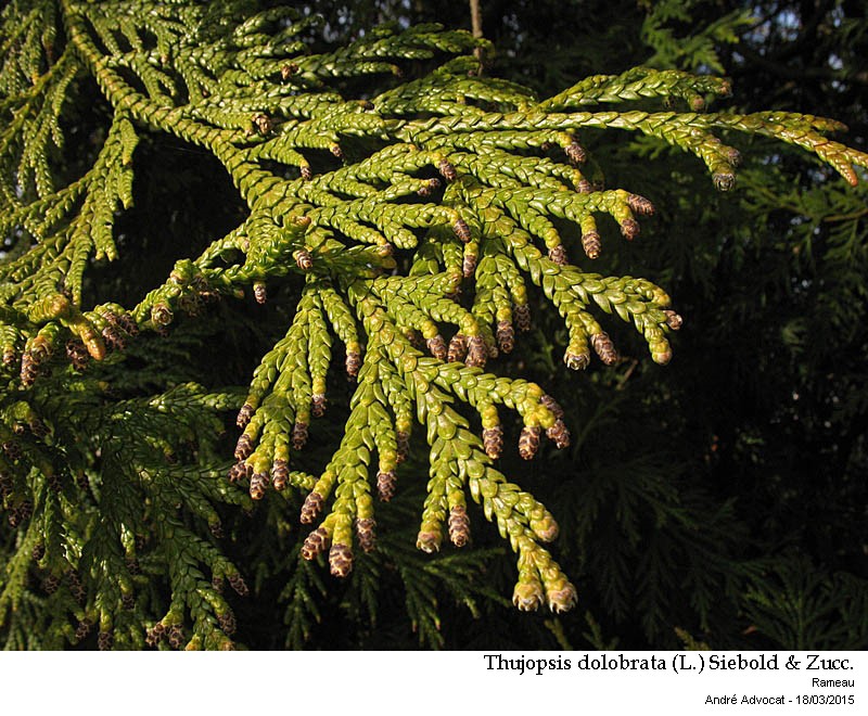 Thujopsis dolobrata (L.) Siebold & Zucc. (Hiba) #40918