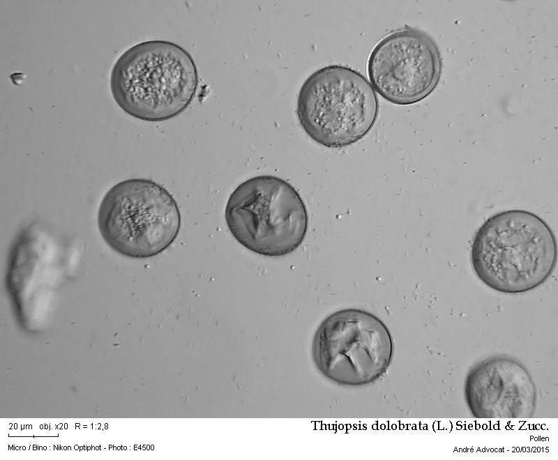 Thujopsis dolobrata (L.) Siebold & Zucc. (Hiba) #40920