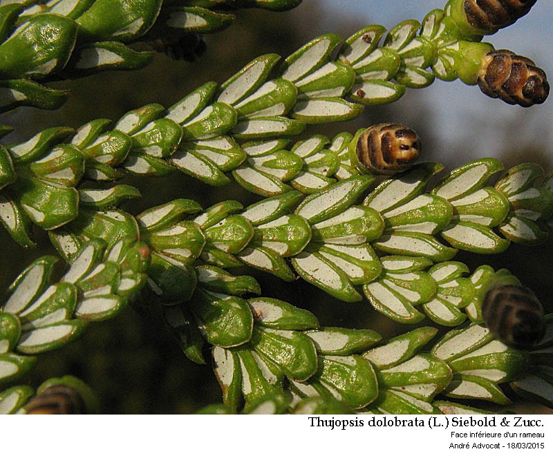 Thujopsis dolobrata (L.) Siebold & Zucc. (Hiba) #40919
