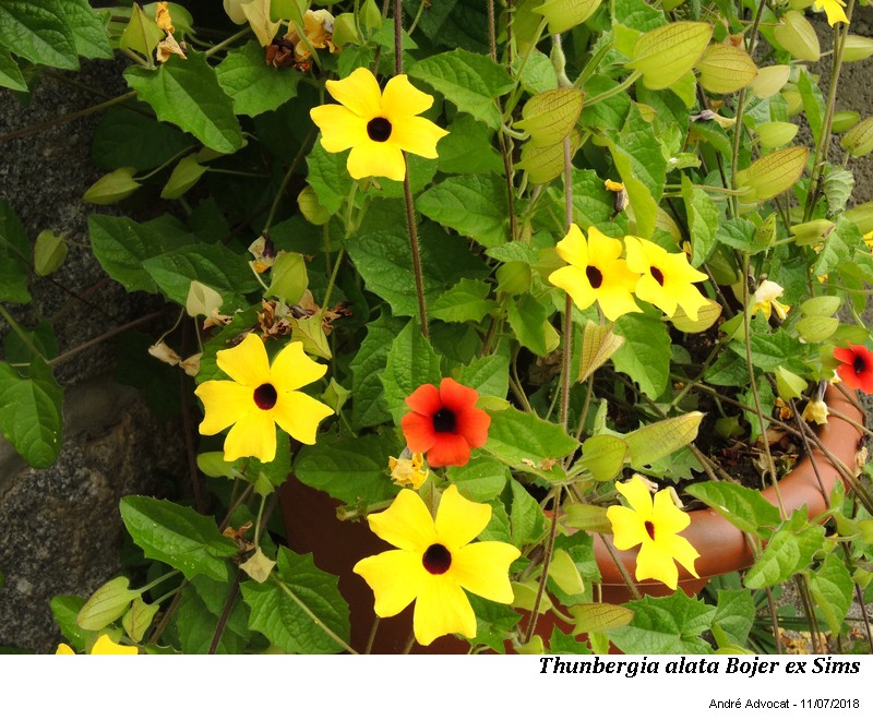 Thunbergia alata Bojer ex Sims #55789