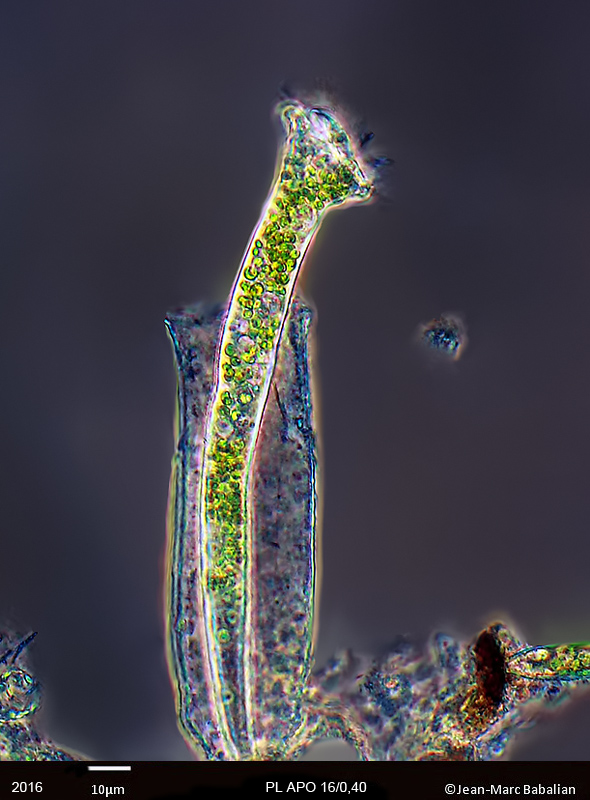 Thuricola.sp #47846