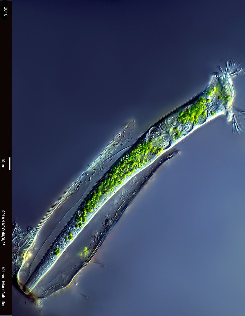 Thuricola.sp #47847