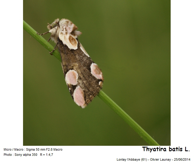 Thyatira batis (Linnaeus - 1758) - La Batis #43196