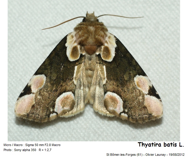 Thyatira batis (Linnaeus - 1758) - La Batis #43197