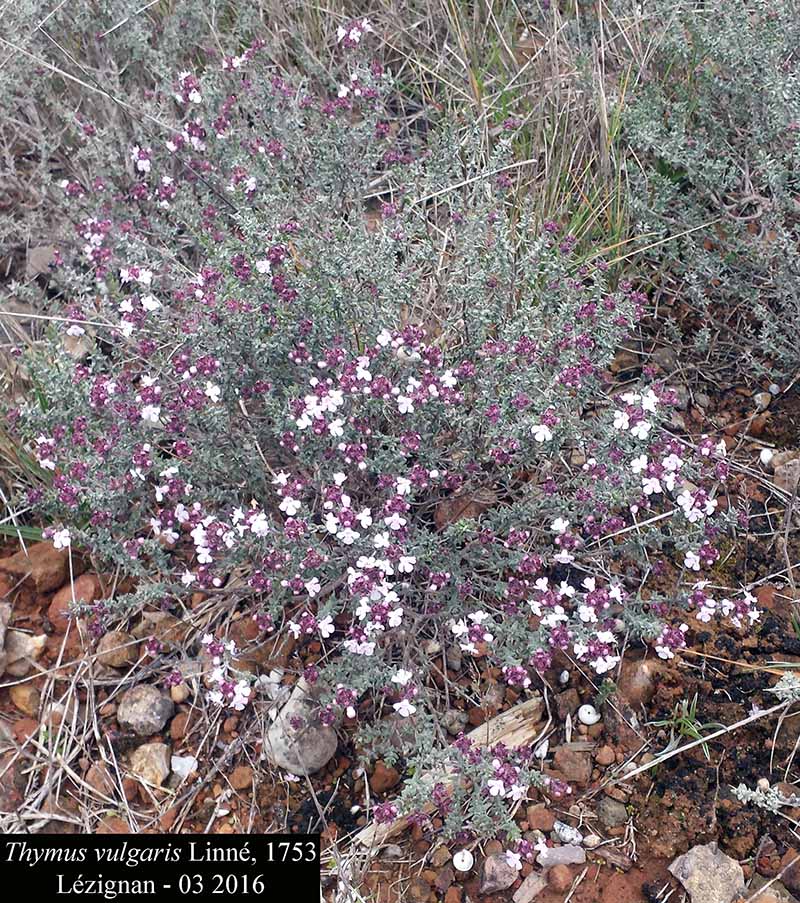 Thymus vulgaris #44171