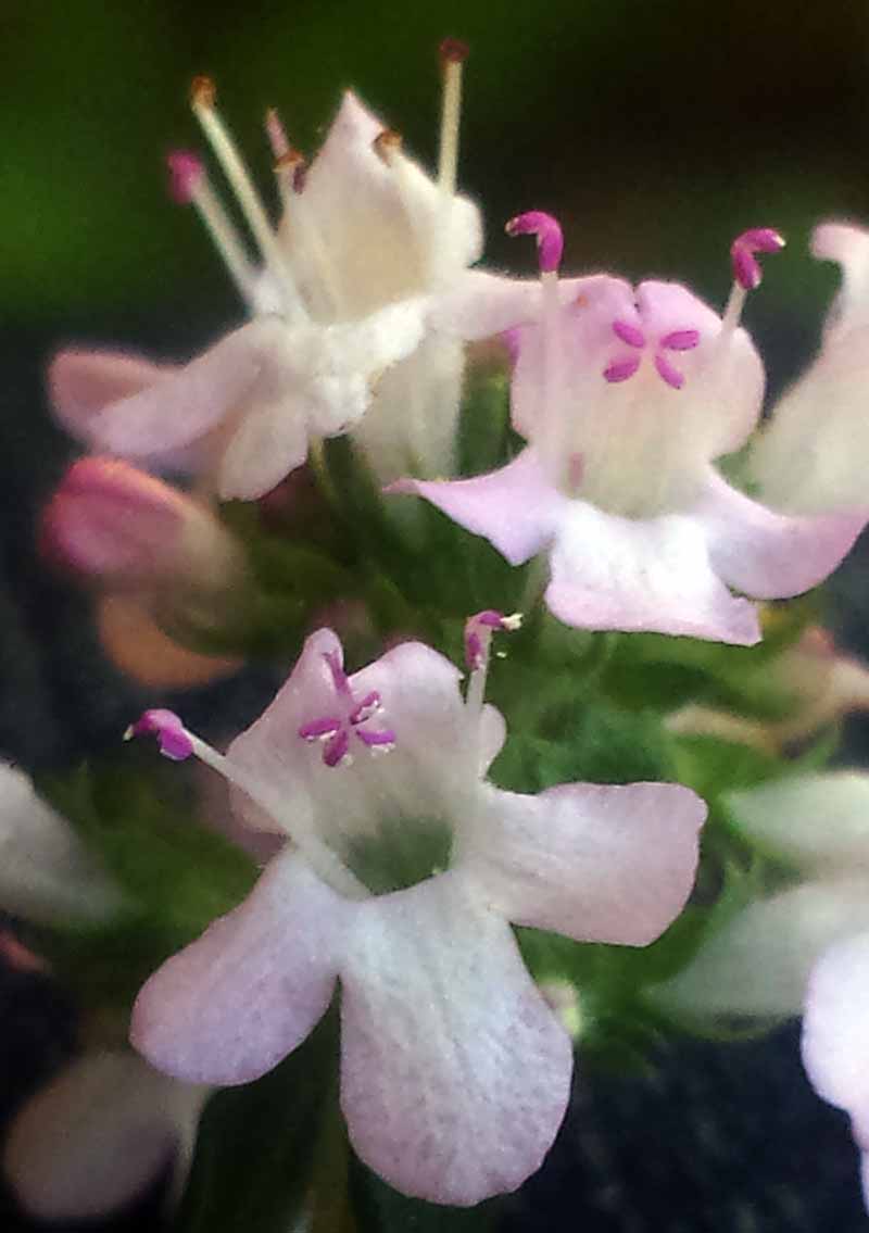 Thymus vulgaris #49231