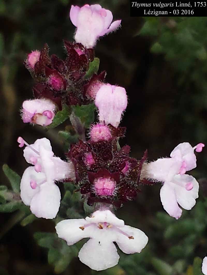 Thymus vulgaris #44172