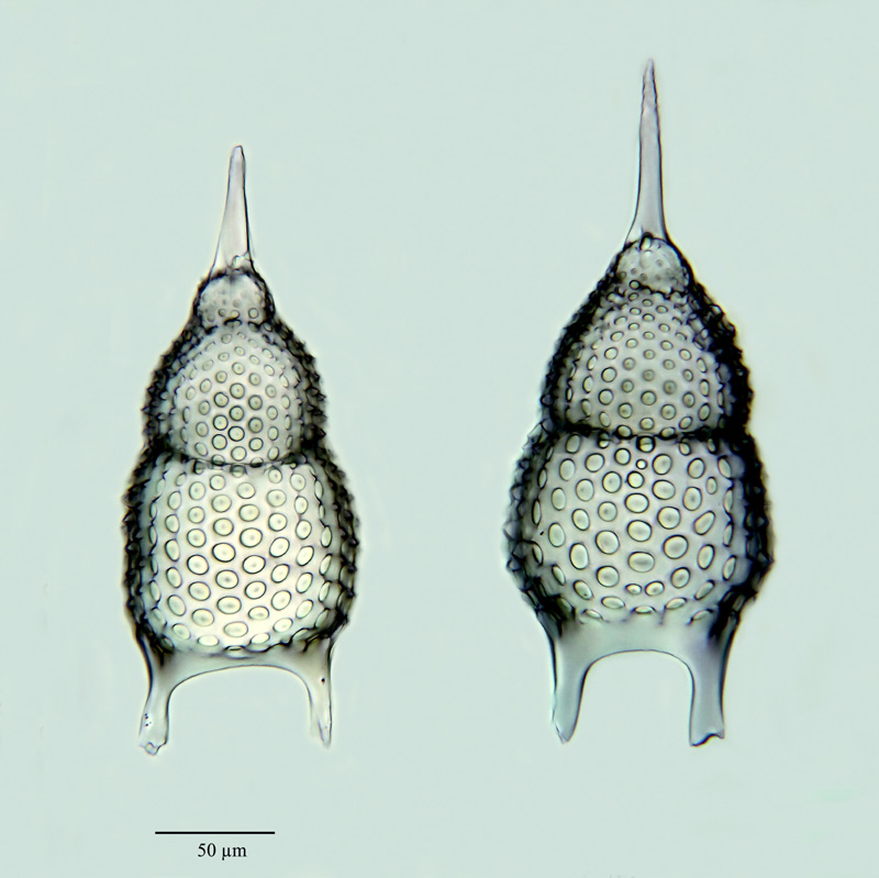 Thyrsocyrtis rhizodon Haeckel 1887 #22804