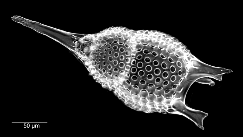 Thyrsocyrtis rhizodon #78293