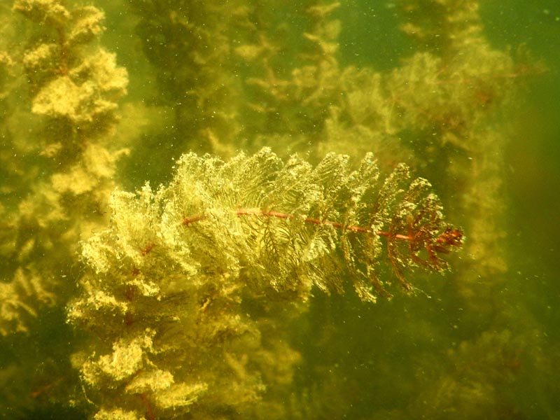 tige de Myriophyllum spicatum, coupe transversale #47332