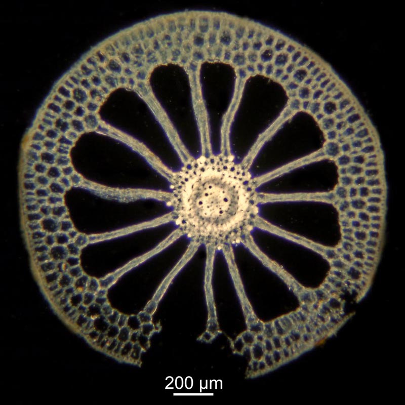 tige de Myriophyllum spicatum, coupe transversale #47335