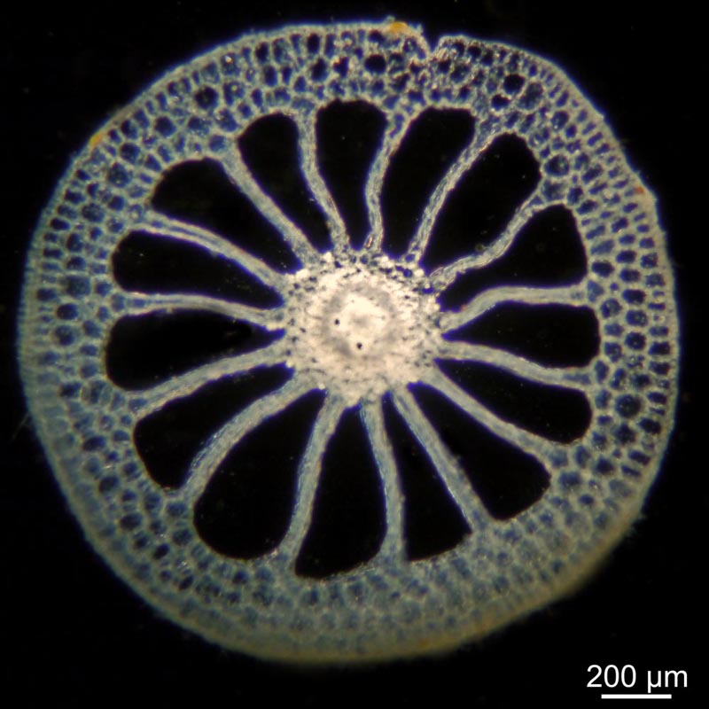 tige de Myriophyllum spicatum, coupe transversale #47334