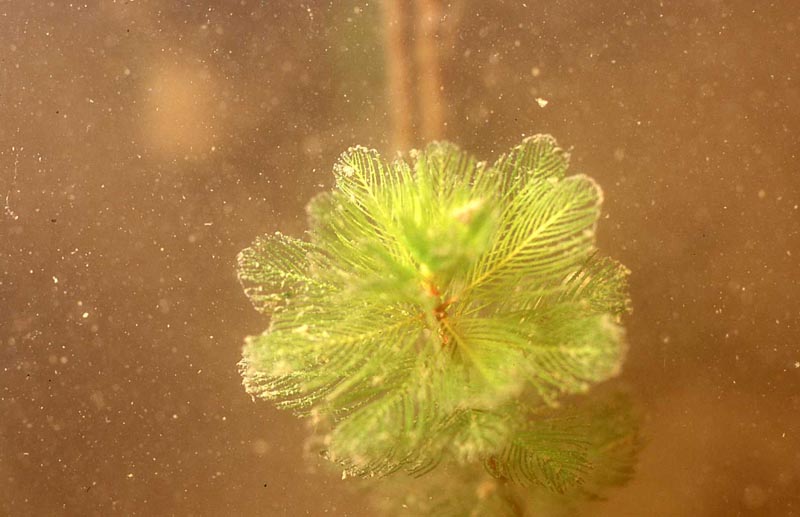 tige de Myriophyllum spicatum, coupe transversale #47333