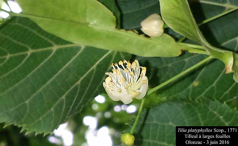 Tilia platyphyllos Scop., 1771 #45951