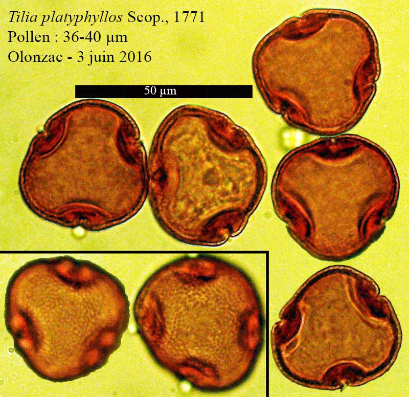 Tilia platyphyllos Scop., 1771 #45952