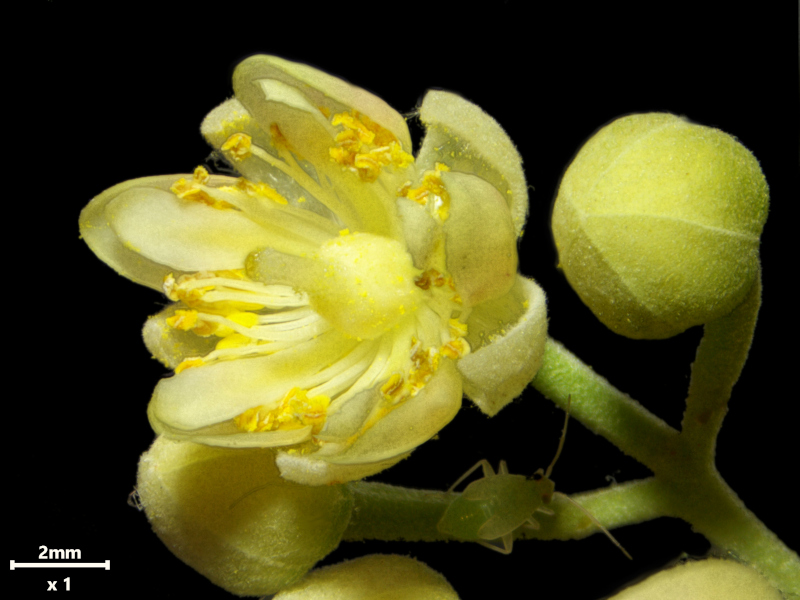 Tilia tomentosa Moench, 1785 - Tilleul argenté #79395
