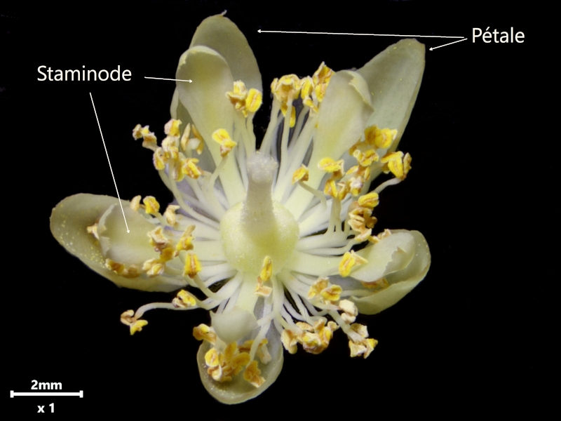 Tilia tomentosa Moench, 1785 - Tilleul argenté #79400