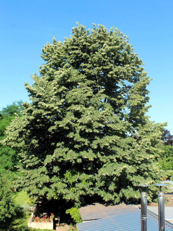 Tilia tomentosa Moench, 1785 - Tilleul argenté #79385