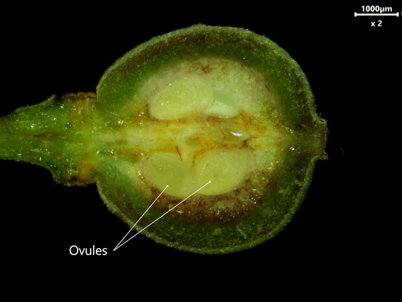 Tilia tomentosa Moench, 1785 - Tilleul argenté #79406