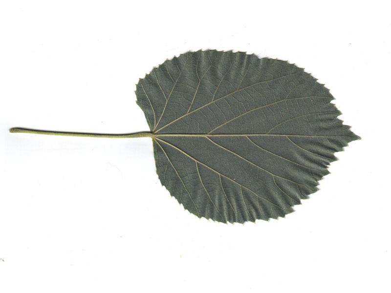 Tilia tomentosa Moench, 1785 - Tilleul argenté #79388