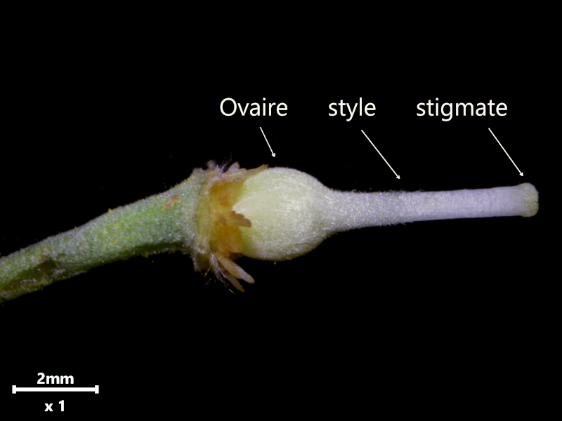 Tilia tomentosa Moench, 1785 - Tilleul argenté #79402