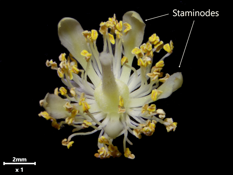 Tilia tomentosa Moench, 1785 - Tilleul argenté #79401