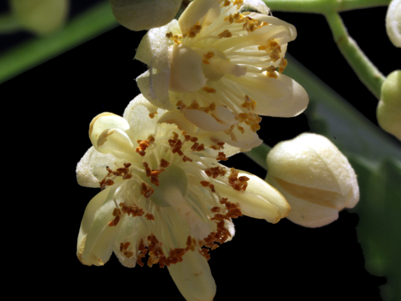 Tilia tomentosa Moench, 1785 - Tilleul argenté #79394