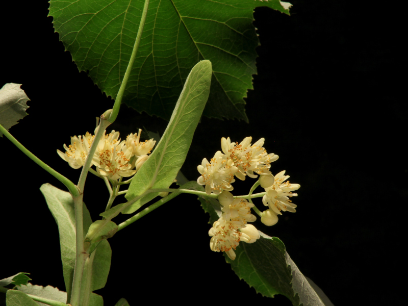 Tilia tomentosa Moench, 1785 - Tilleul argenté #79392