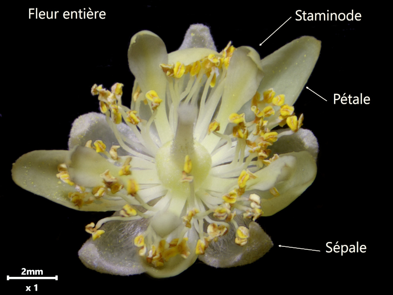 Tilia tomentosa Moench, 1785 - Tilleul argenté #79399