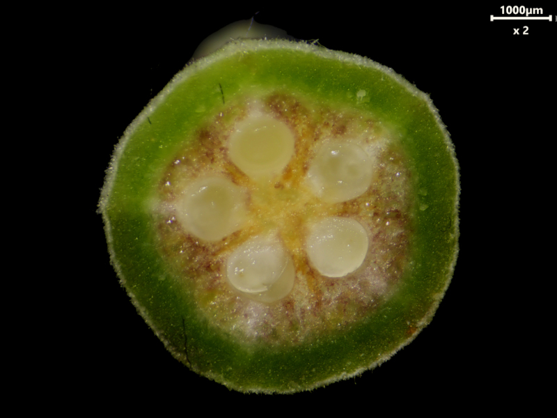 Tilia tomentosa Moench, 1785 - Tilleul argenté #79405