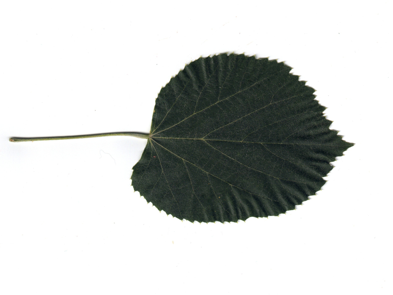 Tilia tomentosa Moench, 1785 - Tilleul argenté #79387