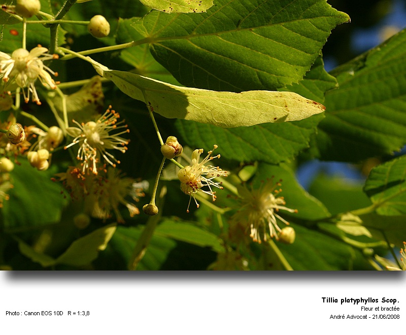 Tilia x vulgaris Hayne (Le tilleul de Hollande) #4475