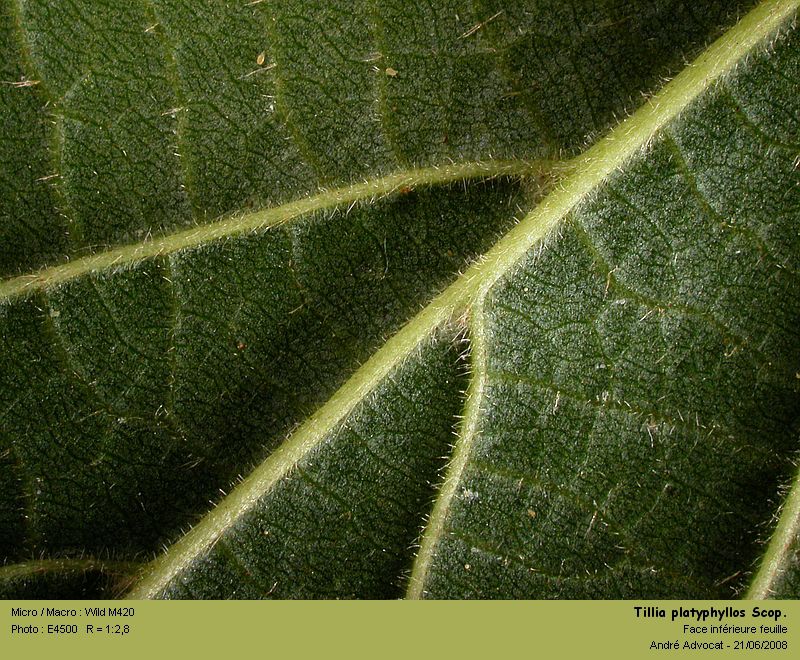Tilia x vulgaris Hayne (Le tilleul de Hollande) #4478