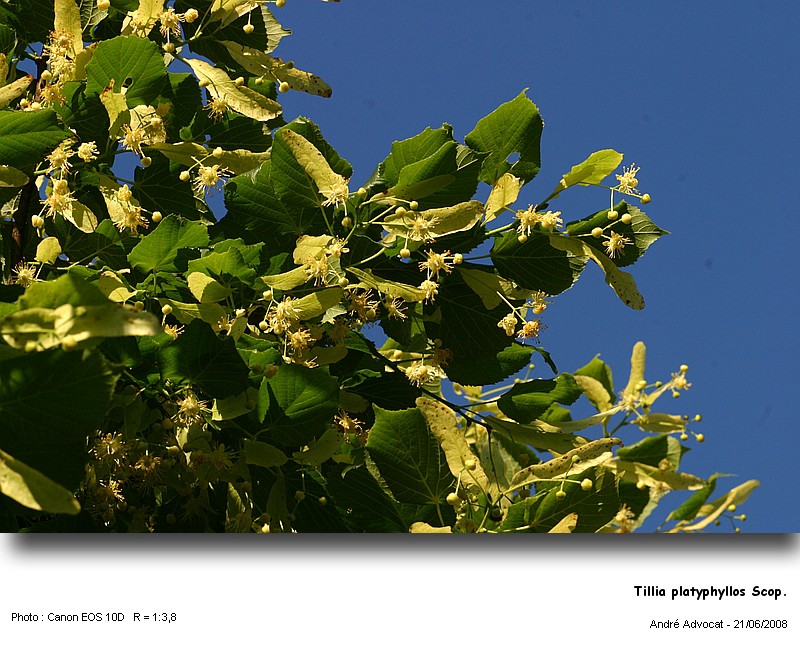 Tilia x vulgaris Hayne (Le tilleul de Hollande) #4474