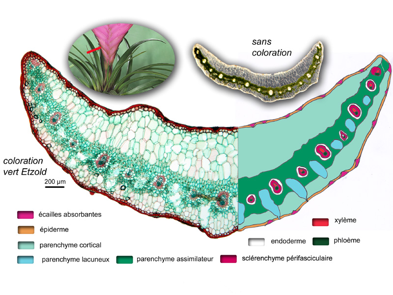 Tillandsia cyanea, histologie #19167