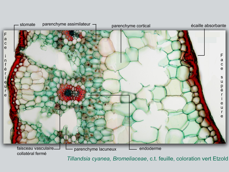 Tillandsia cyanea, histologie #19168