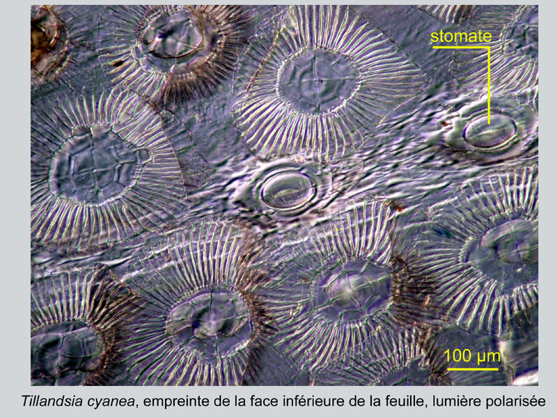 Tillandsia cyanea, histologie #19170