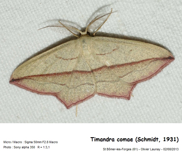 Timandra comae (Schmidt, 1931) - Timandre Aimée #43719