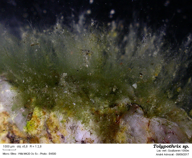 Tolypothrix cf.tenuis Kützing #51347
