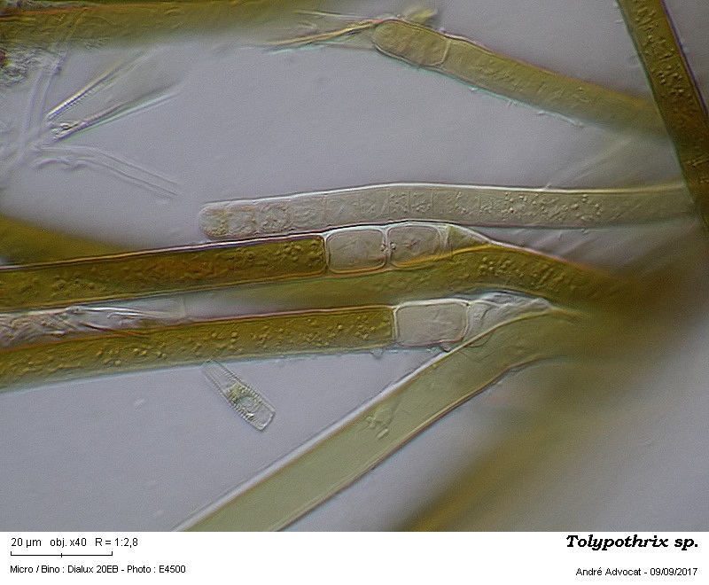 Tolypothrix cf.tenuis Kützing #51350