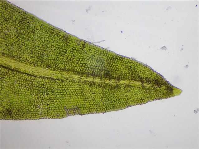 Tortella inclinata (R.Hedw.) Limpr. #61932