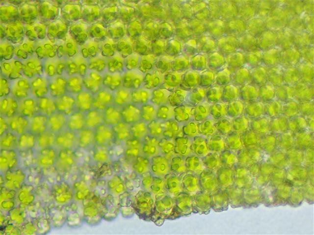 Tortella inclinata (R.Hedw.) Limpr. #61933