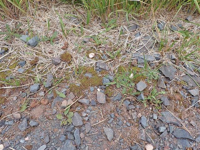 Tortella inclinata (R.Hedw.) Limpr. #61929